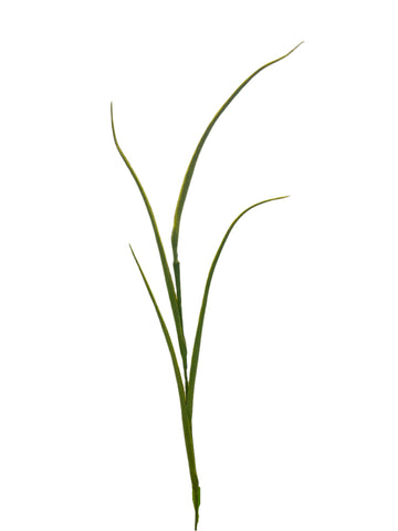 FL13572 IRIS LVS 37.5in-36/360P