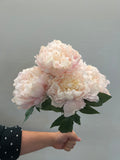 BF10265 PEONY BUSHx5F 18"