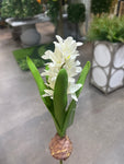 FL13576 HYACINTH w/BULD 11.5in-24/240P