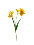 FL13606 FREEZIA SPRAYx2 (NAT) 25in-36/432P