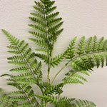 BG10573 LADY FERN BUSHx14,35"