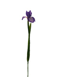 FL13535 DUTCH IRIS SPRAY 30"