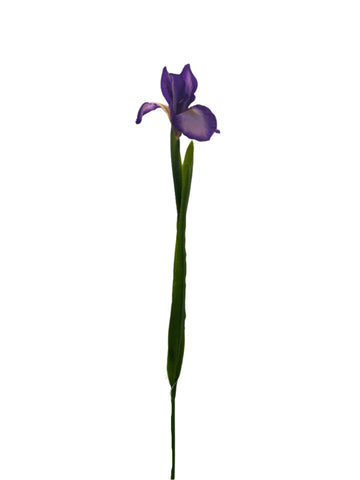 FL13535 DUTCH IRIS SPRAY 30"