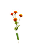 FL13537 MINI POMPOM MUM SPRAYx4F 20"