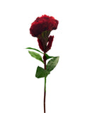 FL13567  COCKSCOMB 26.5"