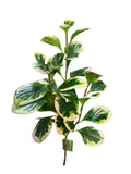 SY11128  BABY RUBBER PLANT SPRAY 26"