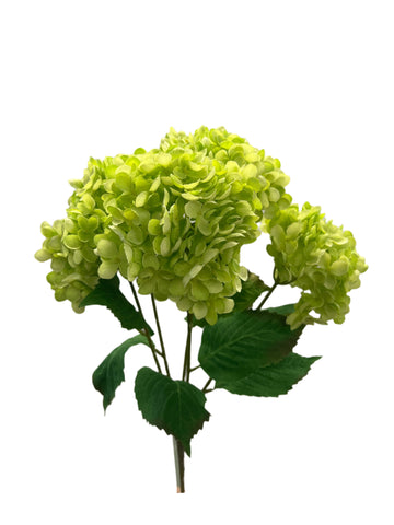 BF10269 ANNABELLA HYDRANGEA BUSHx5 23"