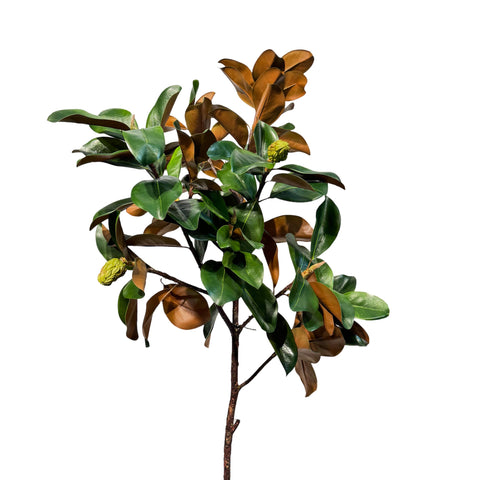 FL13352 MAGNOLIA LEAF BRANCH,60in-6P
