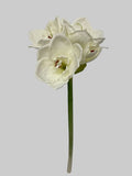 FL13503 AMARYLLIS SPRAYx3F1B 24"