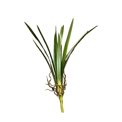 FL13568  CYMBIDIUM LVS 28"