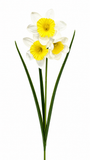 FL13578 DAFFODIL SPRAY 23in-48/480P