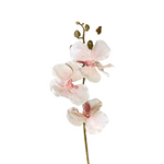 FL13581 VANDA ORCHIDx3F(NAT) 29.5in-24/240P