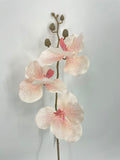 FL13581 VANDA ORCHIDx3F(NAT) 29.5in-24/240P