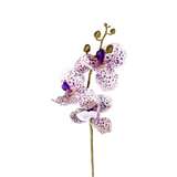 FL13581 VANDA ORCHIDx3F(NAT) 29.5in-24/240P