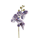 FL13581 VANDA ORCHIDx3F(NAT) 29.5in-24/240P