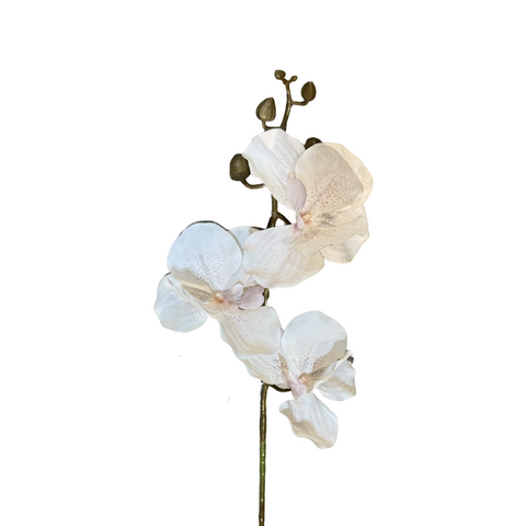 FL13581 VANDA ORCHIDx3F(NAT) 29.5in-24/240P