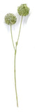 FL13632 ALLIUM SPRAYx2,26"