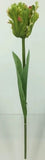 FL13744 PARROT TULIP,26"