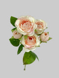 FL13752 MINI ROSE SPRAYx5F 25"