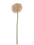 FL13768 GIANT ALLIUM D7.5"x35.5"