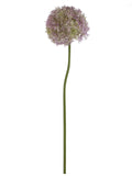 FL13768 GIANT ALLIUM D7.5"x35.5"