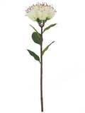 FL13771 PINCUSHION PROTEA 18.5"