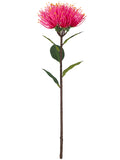 FL13771 PINCUSHION PROTEA 18.5"
