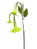 FL13836 TRUMPET LILY SPRAYx3F 51"