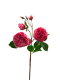FN20051  CABBAGE ROSE SPRAYx2F4B (NAT) 23.5"