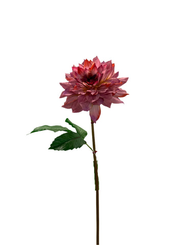 FN20052  DAHLIA SPRAYx1F1B (NAT) 25"