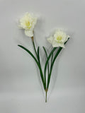 FN20088 DAFFODILx2F  21"