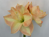 FN20089 AMARYLLISx3F1B (NAT)  26"