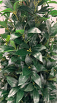UVT1022 BAY LEAF CONE TREE (UV) 6'