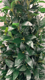 UVT1022 BAY LEAF CONE TREE (UV) 6'