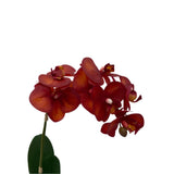 GA101211-793 POTTED ORCHID,23in