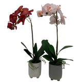 GA101211-793 POTTED ORCHID,23in