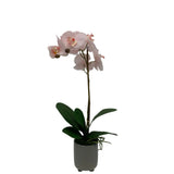 GA101211-793 POTTED ORCHID,23in