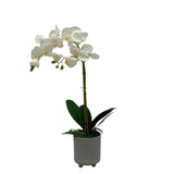 GA101214-482 POTTED ORCHID IN VARIOUS POT COLORS 26in