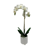 GA101214-482 POTTED ORCHID IN VARIOUS POT COLORS 26in