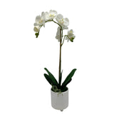 GA101214-482 POTTED ORCHID IN VARIOUS POT COLORS 26in