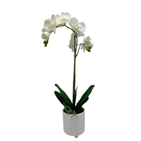 GA101214-482 POTTED ORCHID IN VARIOUS POT COLORS 26in