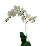 GA101214-482 POTTED ORCHID IN VARIOUS POT COLORS 26in