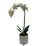 GA101216-481 POTTED ORCHID,29in