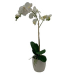 GA4192-482 POTTED RESIN ORCHID IN ROUND POT 21in