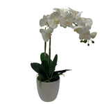 GA657-481/482 POTTED ORCHID IN ROUND POT 26in