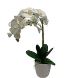 GA657-481/482 POTTED ORCHID IN ROUND POT 26in