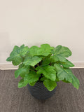 BG10660 MELON LEAF BUSH 22"
