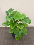 BG10660 MELON LEAF BUSH 22"