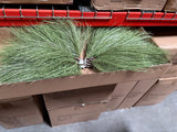 XM13776 NEEDLE PINE SPRAYx5,24"