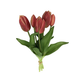 PA10416 TULIP BUNDLEx5 16"